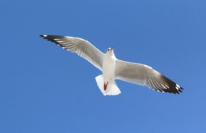 Unabhängigkeit und Freiheit symbolisiert die Möve